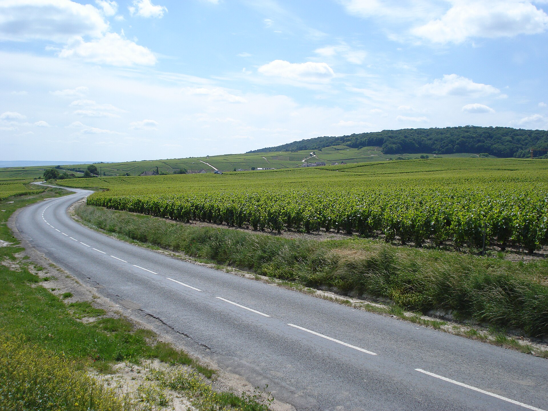 Vineyards below the Montagne de Reims at Trépail, Champagne